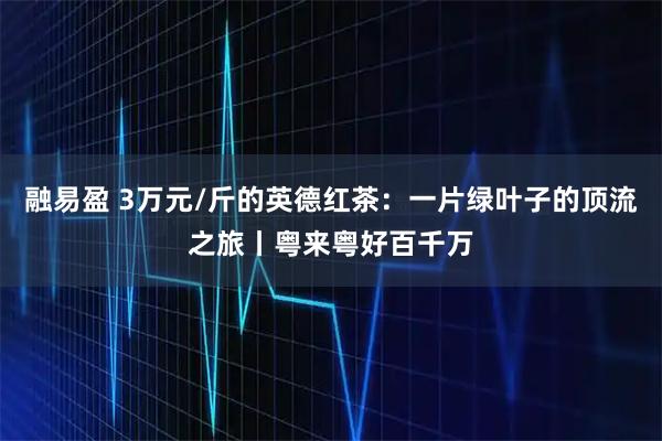 融易盈 3万元/斤的英德红茶：一片绿叶子的顶流之旅丨粤来粤好百千万